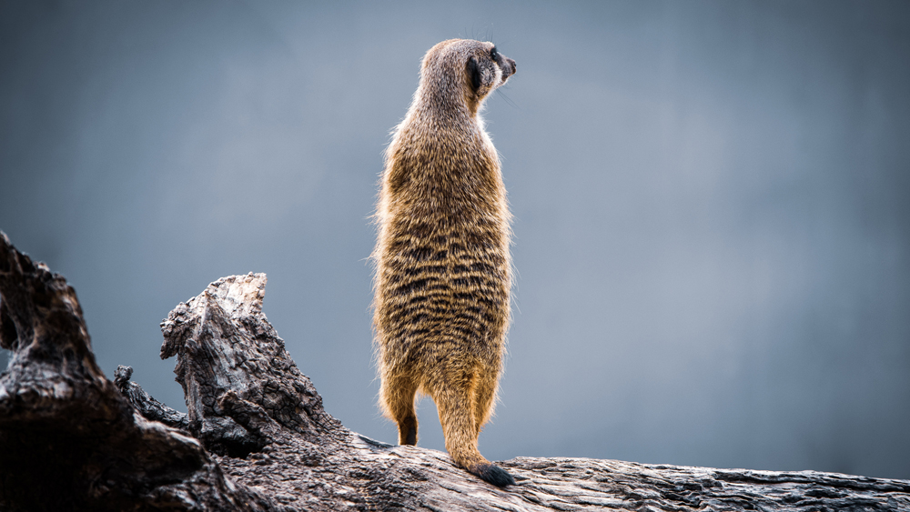 picture of a meerkat, maslow's error blog post feature image