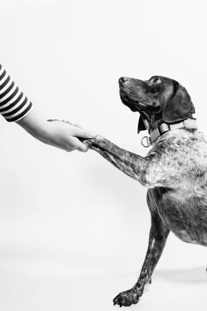 Dog shaking hands